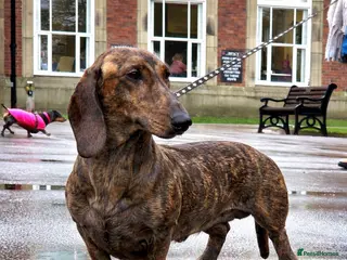 Dachshund dogs Standard dachshund - Advert 21