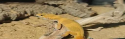 Leopard Gecko reptiles for sale: Healthy yellow leopard gecko with vivarium in Ripley - Advert 3