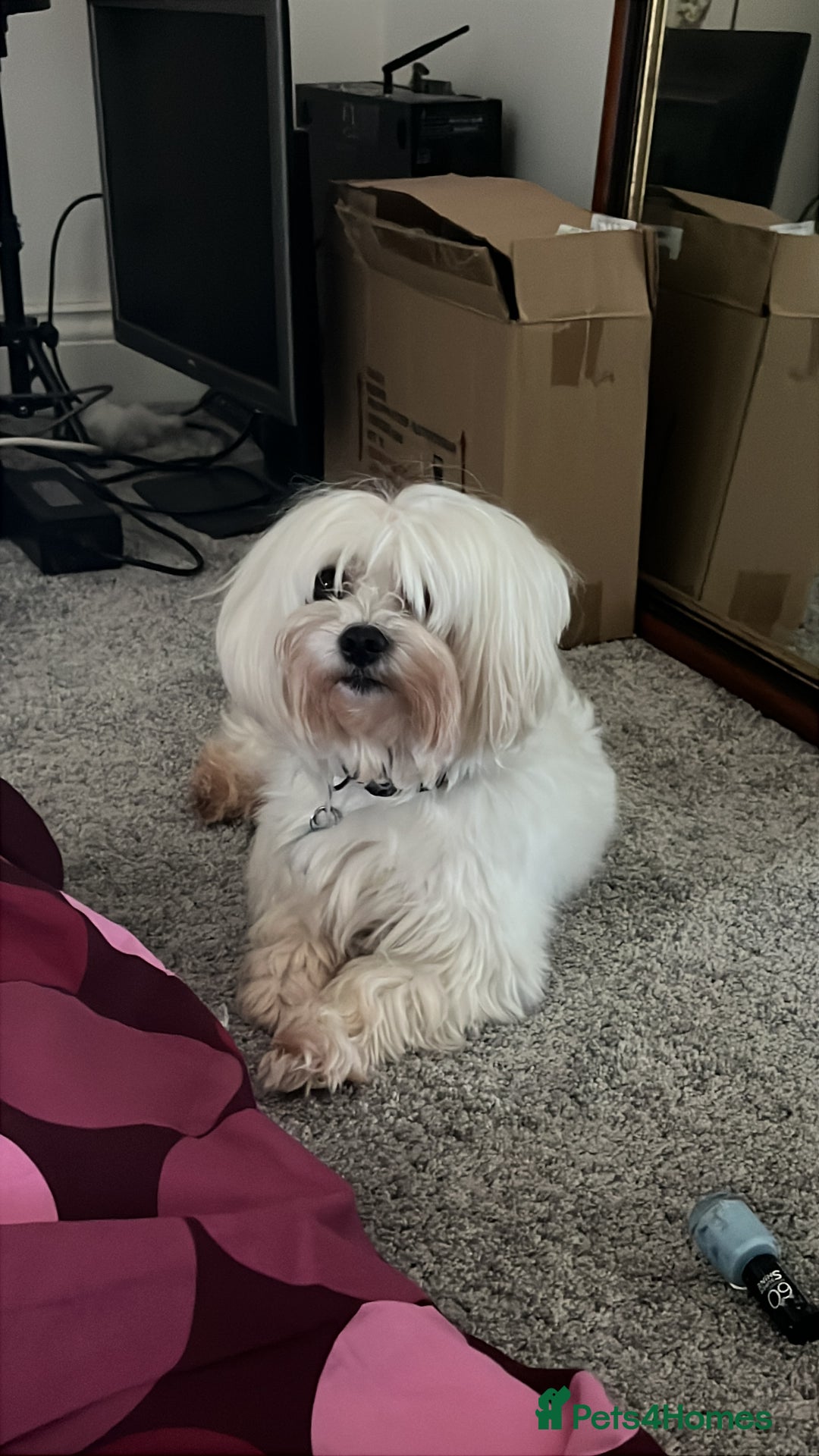 Maltese dogs for stud: Proven Full bred Maltese for stud (borehamwood) in Borehamwood - Advert 9