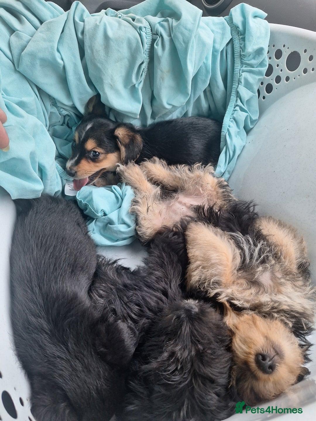Mixed Breed dogs for sale: Cockerpoo - Image 5