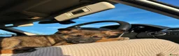 Shepsky dogs for sale: syberian huskyx malinois x german shepherd puppies in Gillingham - Advert 12