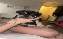 French Bulldog dogs for sale: French bulldog pup - Image 1