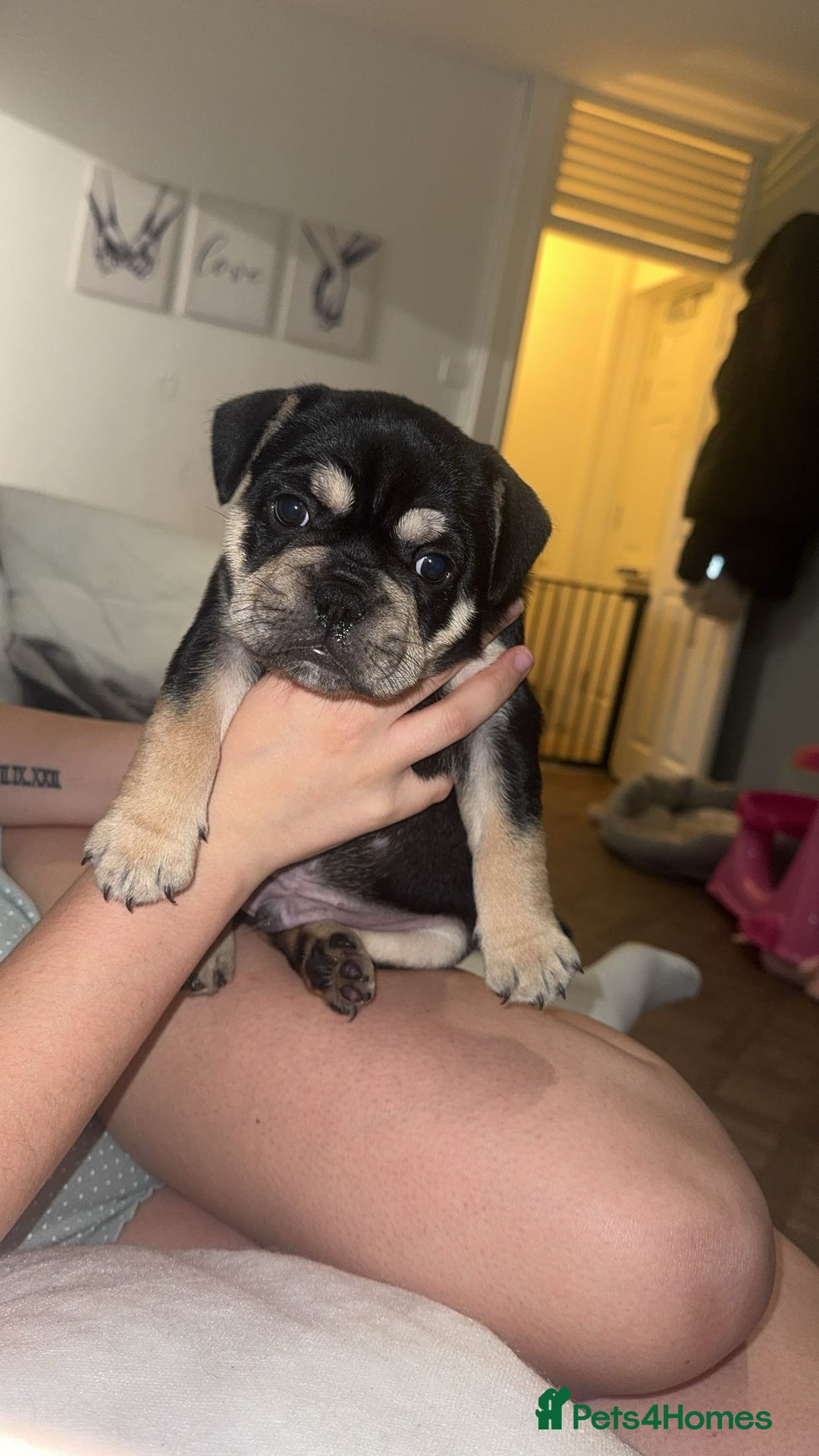 French Bulldog dogs for sale: French bulldog pup - Image 1