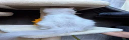 British Longhair cats for sale: PURE TICA BRITISH SHORTHAIR & LONGHAIR KITTENS  - Advert 17