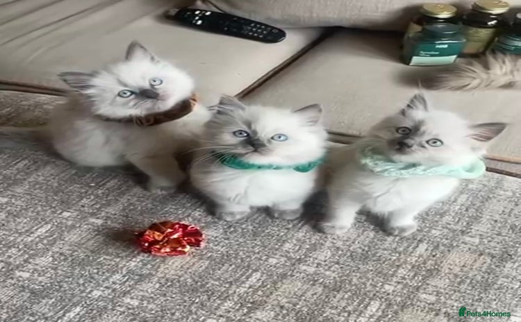 Ragdoll cats - Advert 2