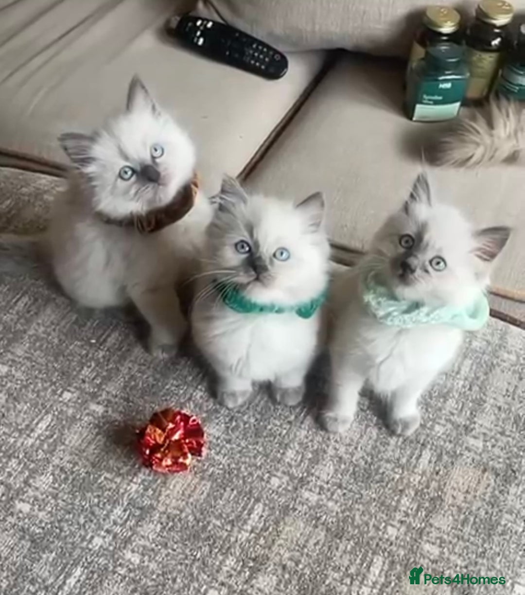Ragdoll cats for sale: 3 Left! Gorgous blue point girls available🐾 - Image 1
