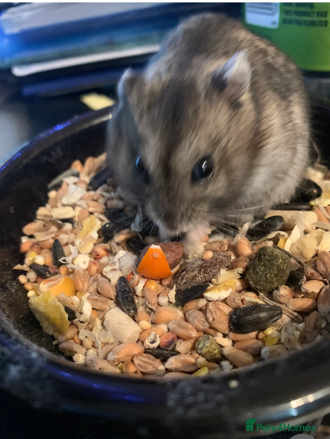 Hamster rodents for sale: Supertamed Russian white dwarf Baby Hamsters - Advert 4
