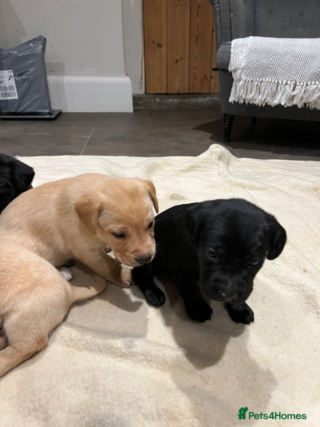 Labrador Retriever dogs for sale: 1 golden/ yellow boy Labrador puppies left - Advert 25