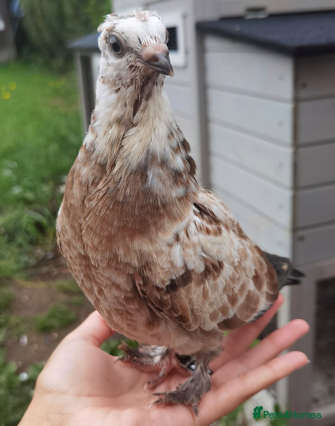 Pigeons birds for sale: Pigeons [Semi Hand-Raised] - Fancy & Racing Breeds - Advert 14