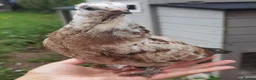 Pigeons birds for sale: Pigeons [Semi Hand-Raised] - Fancy & Racing Breeds - Advert 21