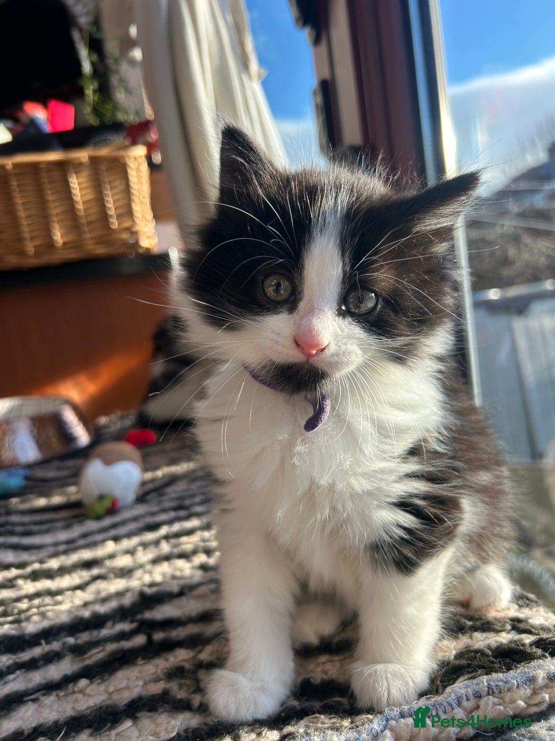 British Longhair cats for sale: Gorgeous Friendly Kittens - Advert 2