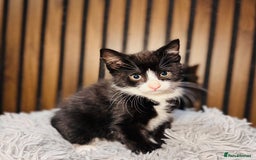 Mixed Breed cats for sale: 🎃 4 Pumpkin Gingers & 2 Phantom Kittens 👻 - Image 32