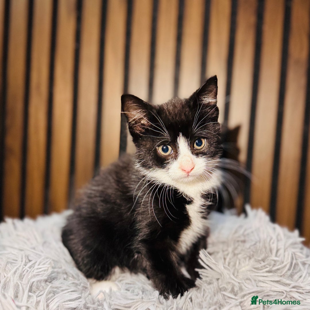 Mixed Breed cats for sale: 🎃 4 Pumpkin Gingers & 2 Phantom Kittens 👻 - Image 32