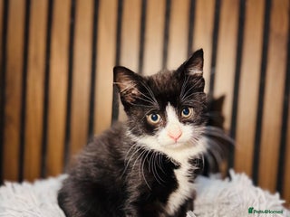 Mixed Breed cats - Advert 30