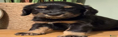 Cocker Spaniel 5