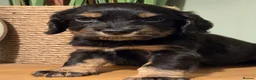 Cocker Spaniel dogs for sale: Gorgeous working cockers - Advert 4
