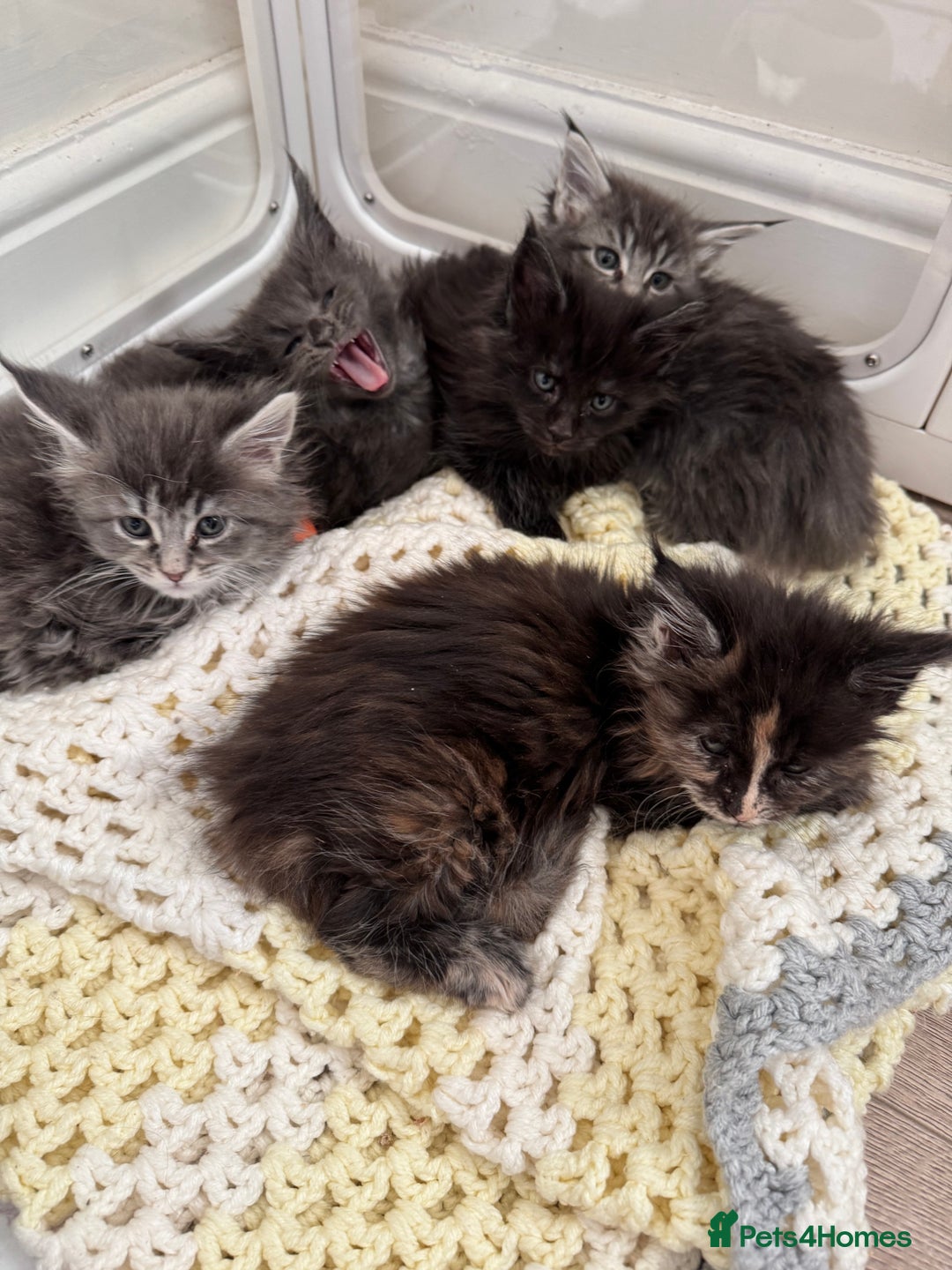 Maine Coon cats for sale: Stunning Maine coon kittens  - Advert 17