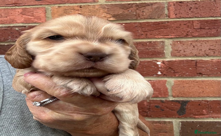 Cocker Spaniel dogs - Advert 16