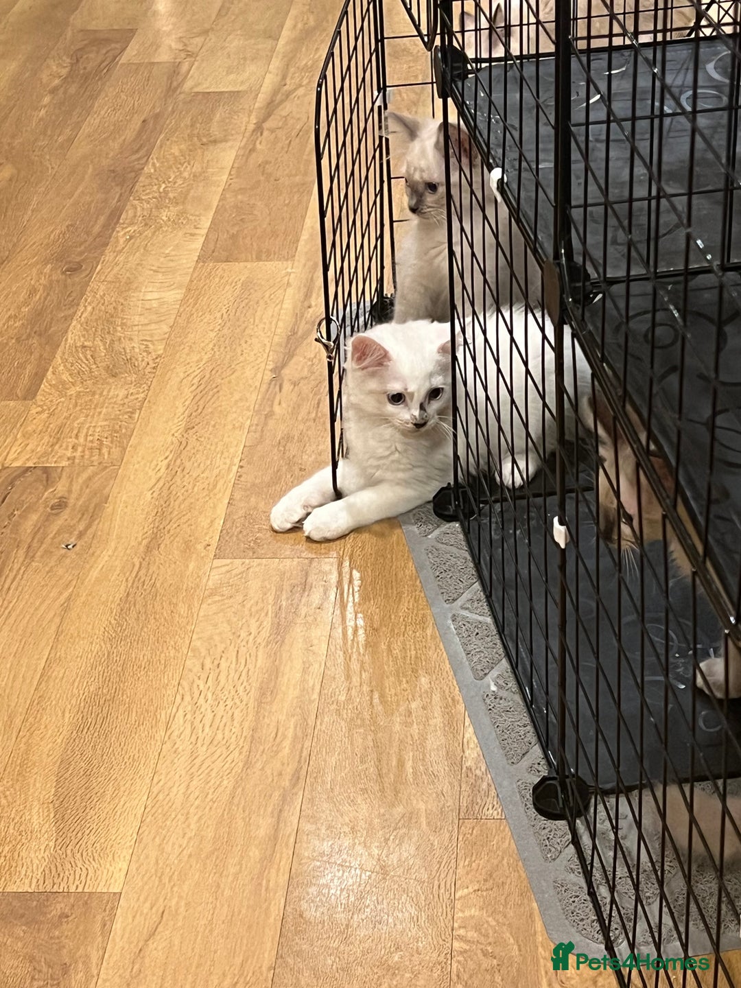 Ragdoll cats for sale: Last few Ragdoll Kittens—price reduced  - Image 15