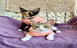 Arabian Mau cats for adoption: Pair of Indoor-Only Kittens for Adoption Together - Image 5