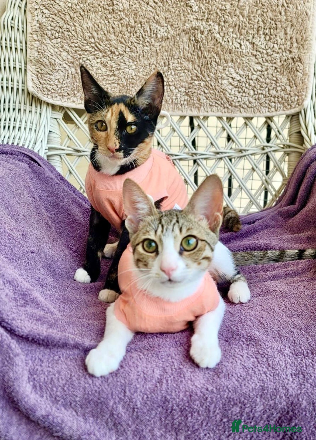 Arabian Mau cats for adoption: Pair of Indoor-Only Kittens for Adoption Together - Image 5