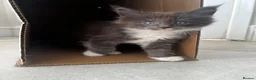 Maine Coon cats for sale: Chunky main coons 🩷🩷🩷💙 - Advert 7
