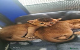 Abyssinian cats for sale: 5⭐️ TICA Pedigree Abyssinian Kittens - Advert 5