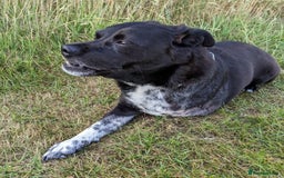 Mixed Breed dogs for adoption: Winston (Tripaw Terrier mix) - Image 16