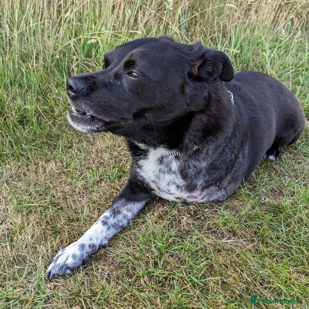 Mixed Breed dogs for adoption: Winston (Tripaw Terrier mix) - Image 16