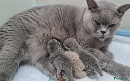 British Shorthair cats for sale: Beautiful british shorthair kittens - Image 4