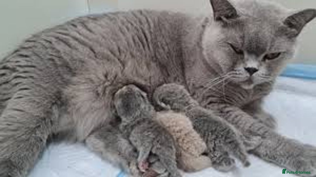 British Shorthair cats for sale: Beautiful british shorthair kittens - Image 4