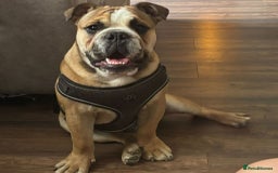 English Bulldog dogs for sale: English bulldog - Image 4