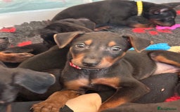 Mixed Breed dogs for sale: Chinese Red Dogs - Image 2
