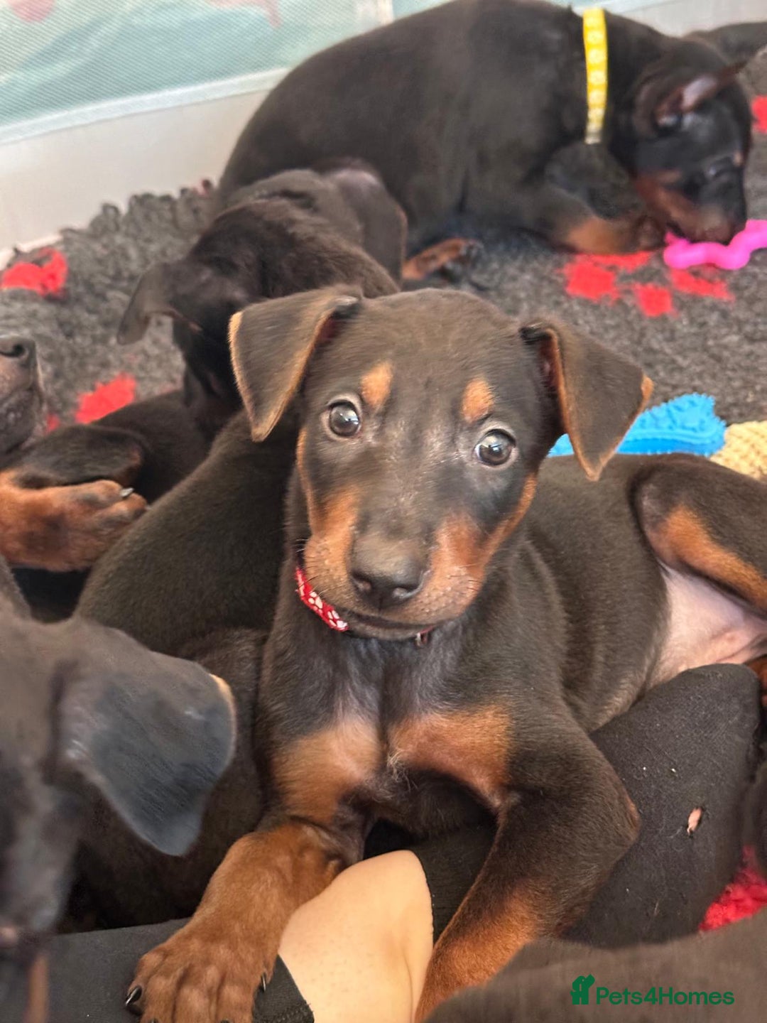 Mixed Breed dogs for sale: Chinese Red Dogs - Image 2