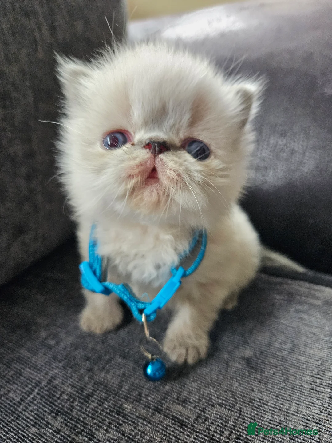 Persian cats for sale: 😻Stunning Pedigree Persian Kittens 😻 - Advert 4
