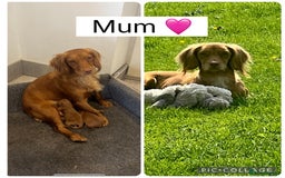 Cocker Spaniel dogs for sale: Stunning KC reg pedigree working cocker spaniels.  - Image 4