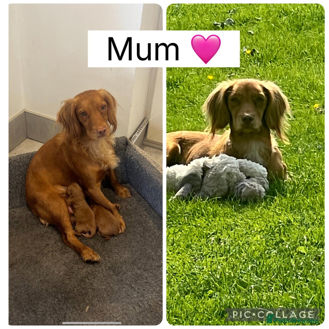 Cocker Spaniel dogs for sale: Stunning KC reg pedigree working cocker spaniels.  - Image 4
