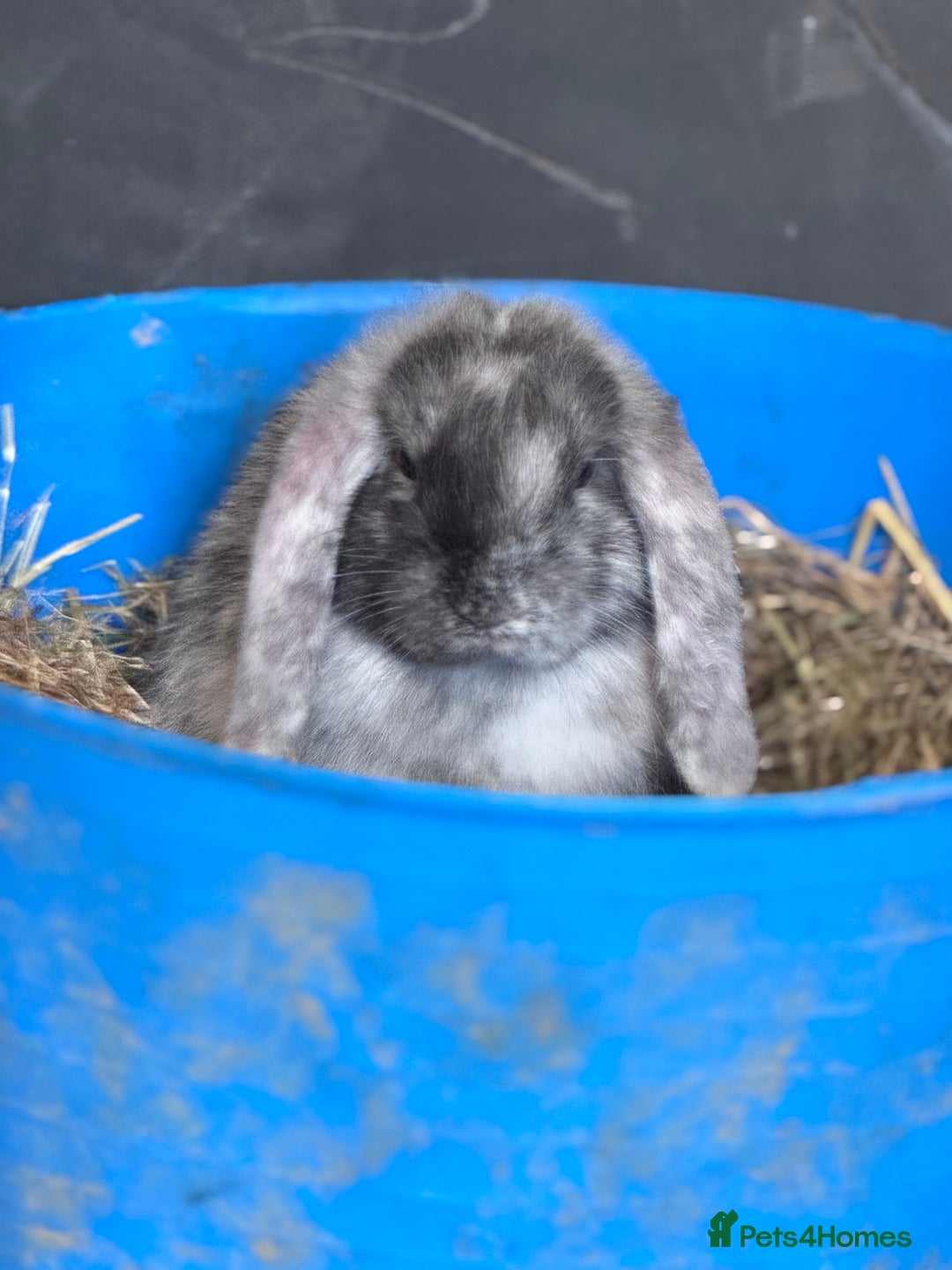 Mini Lop rabbits for sale: Bunnies available  - Advert 3