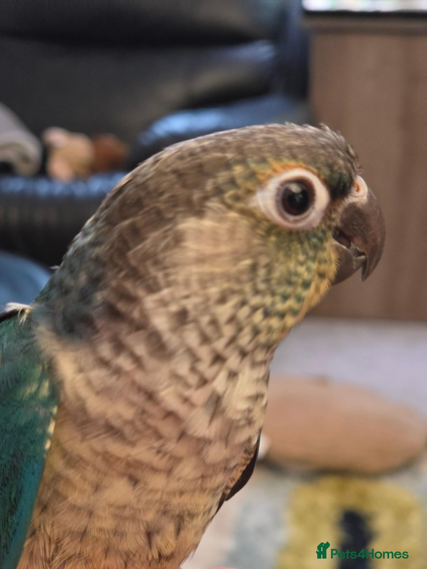 Conures birds Hand reared 325 ono 1 left! (Blue) - Advert 2