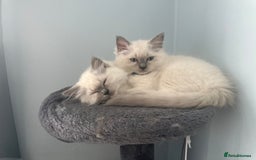 Ragdoll cats for sale: Ragdoll boy READY TO LEAVE  - Image 7