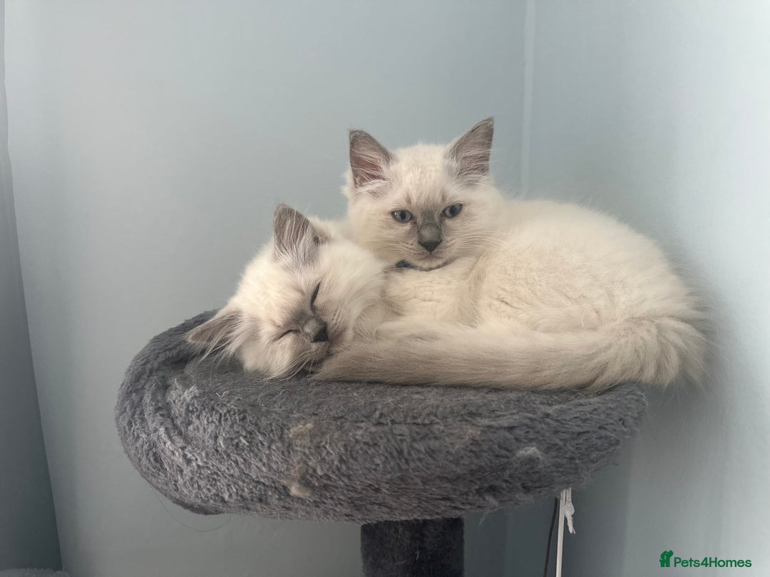 Ragdoll cats for sale: Ragdoll boy READY TO LEAVE  - Image 7