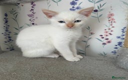 Mixed Breed cats for sale: Gorgeous white kittens READY NOW in Stoke-on-Trent - Image 5