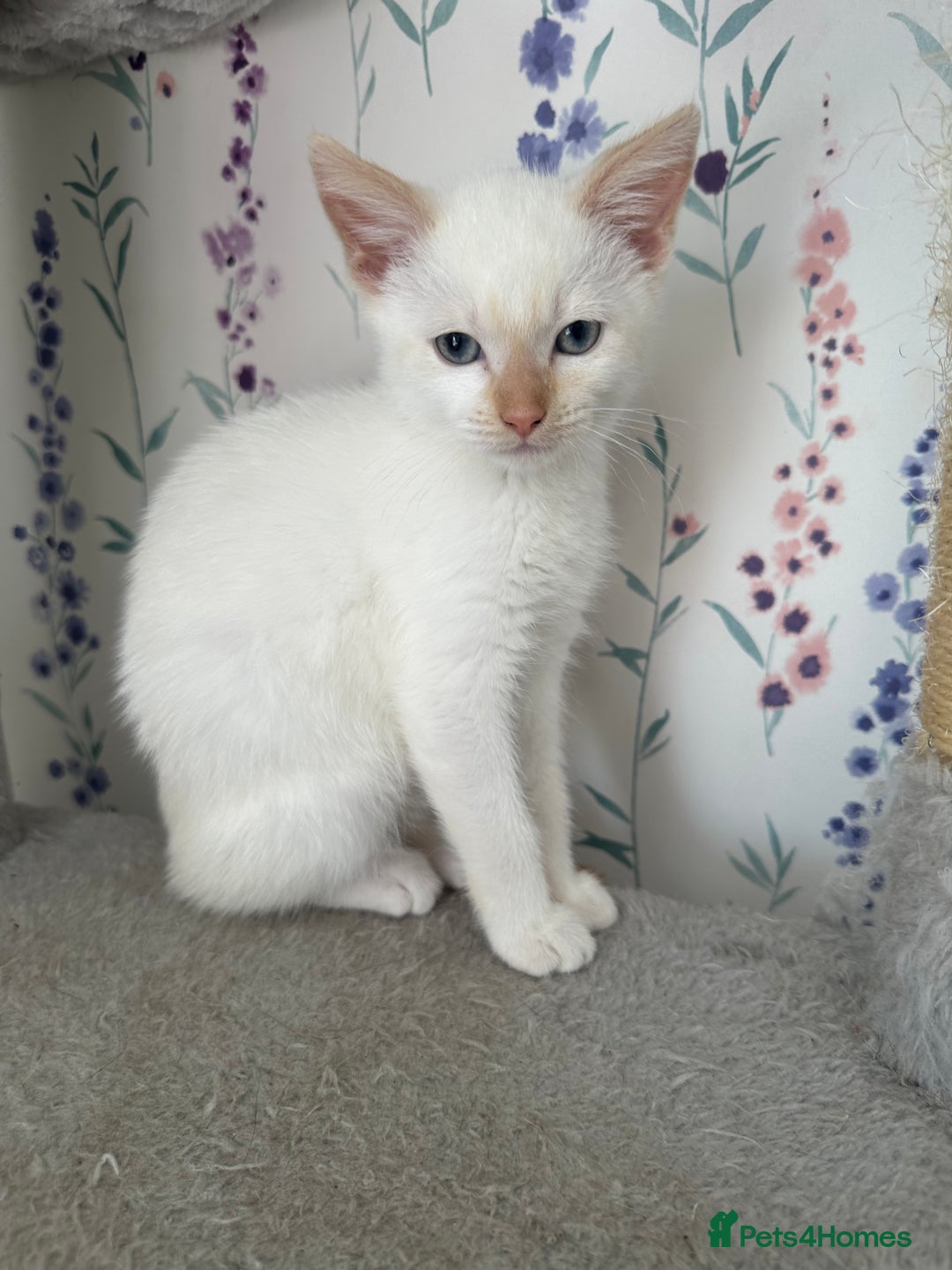 Mixed Breed cats for sale: Gorgeous white kittens READY NOW in Stoke-on-Trent - Image 5