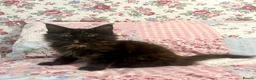 Maine Coon cats for sale: Beautiful Tica Maine Coon babies  - Advert 4