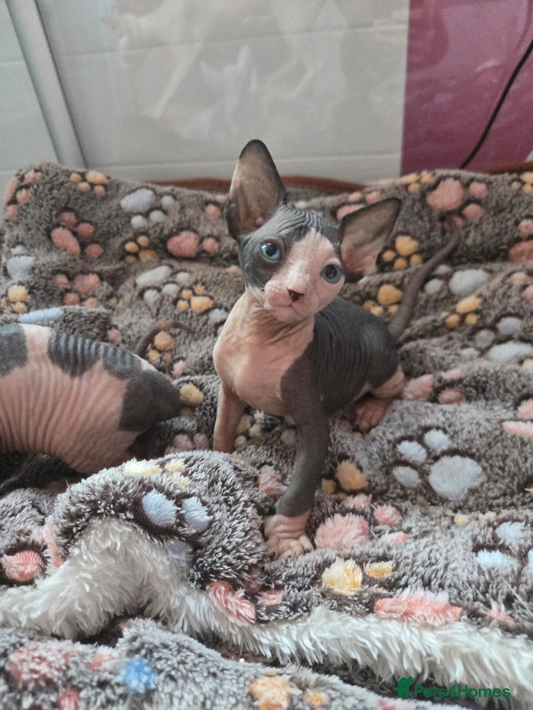 Sphynx cats for sale: Blue Eyes sphynx kittens GCCF and TICA  - Image 19