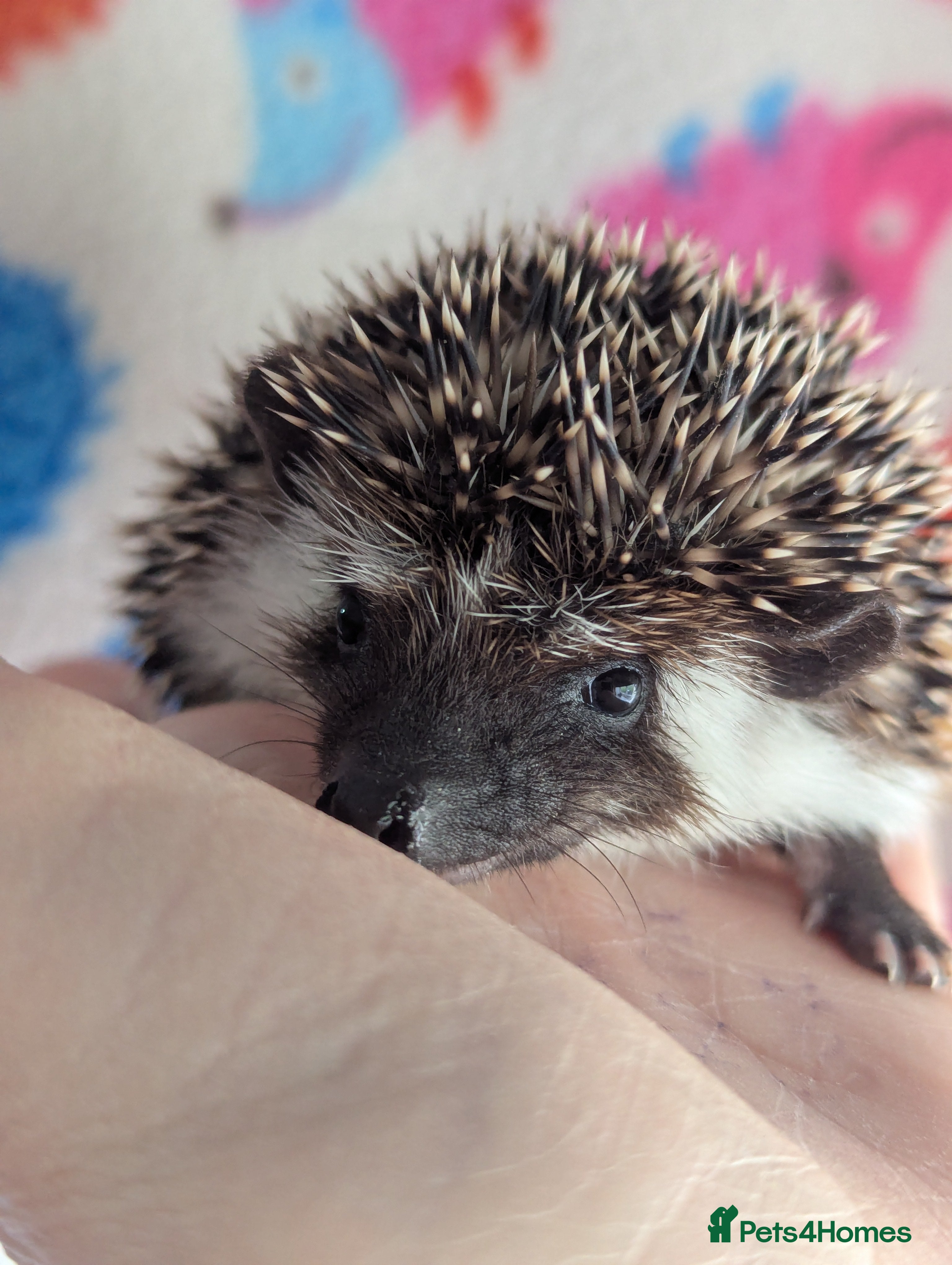 Pygmy Hedgehog rodents Beautiful Hoglets Ready to Reserve Now - Advert 3