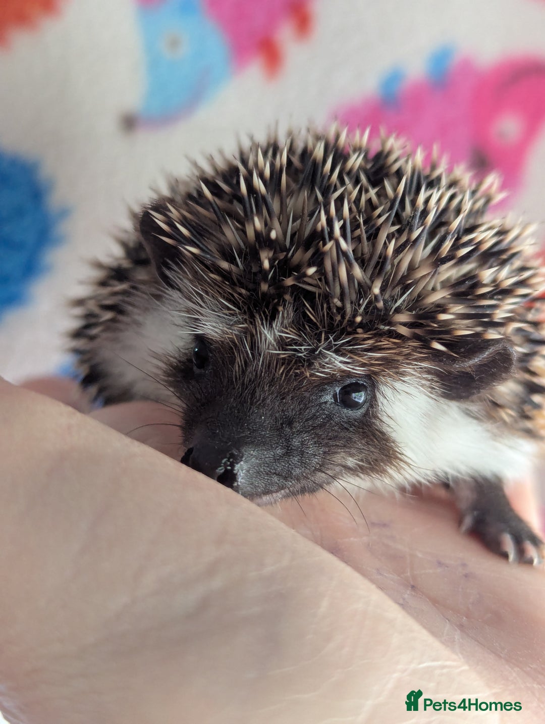 Pygmy Hedgehog rodents for sale: Beautiful Hoglets Ready to Reserve Now - Advert 1