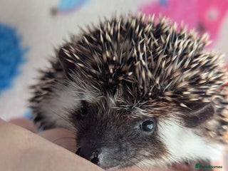Pygmy Hedgehog rodents Beautiful Hoglets Ready to Reserve Now - Advert 1