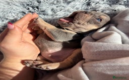 French Bulldog dogs for sale: 7 BEAUTIFUL FRENCHIE PUPPIES FOR SALE 🐾🐶  - Image 11
