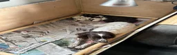 Sprocker dogs for sale: Fantastic litter of F1 Sprocker Spaniel Puppies  - Advert 5